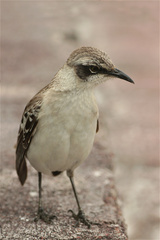 Mimus parvulus parvulus