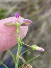 Polygala parkeri