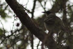 Mimus parvulus parvulus