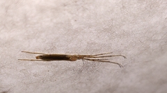 Styringomyia