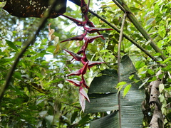 Heliconia griggsiana