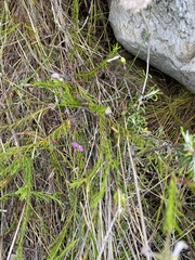 Polygala parkeri