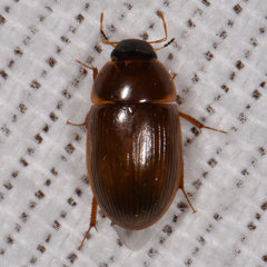 Cymbiodyta bifidus