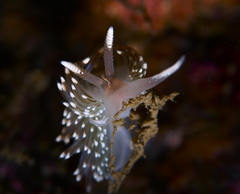 Facelina auriculata