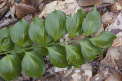 Ruscus colchicus