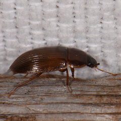 Cymbiodyta bifidus