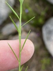 Polygala parkeri