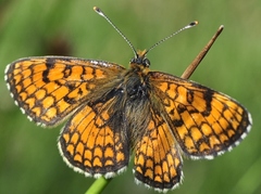 Melitaea parthenoides