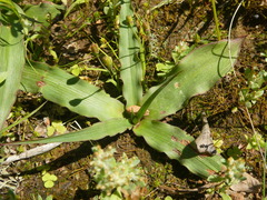 Cyanella lutea