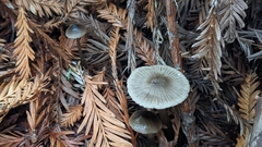 Mycena quiniaultensis