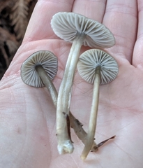 Mycena quiniaultensis