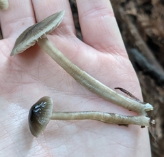 Mycena quiniaultensis