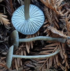 Mycena quiniaultensis