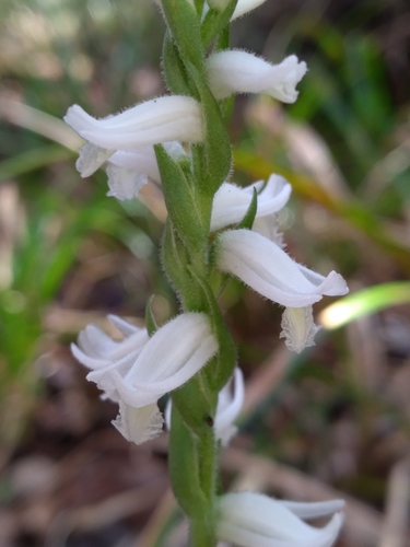Image of Spiranthes triloba by (c) Scott Ward, some rights reserved (CC BY)