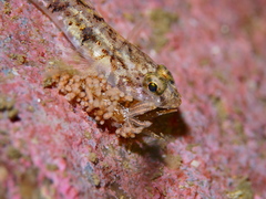 Eubranchus vittatus
