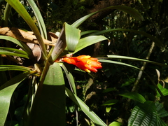 Guzmania jaramilloi
