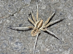 Lycosa praegrandis