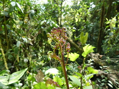 Burmeistera multiflora