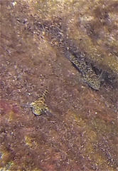 Bathygobius lineatus