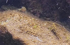 Bathygobius lineatus