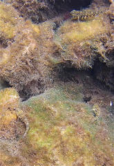 Bathygobius lineatus