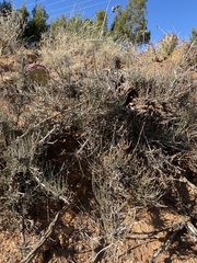 Ephedra antisyphilitica