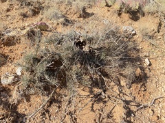 Ephedra antisyphilitica