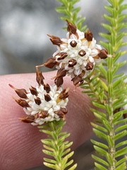 Erica cumuliflora