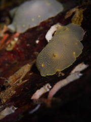 Cadlina laevis