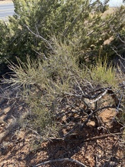 Ephedra antisyphilitica