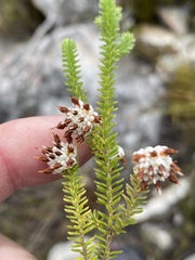 Erica cumuliflora