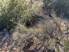 Ephedra antisyphilitica