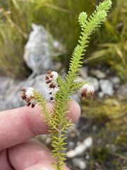Erica cumuliflora