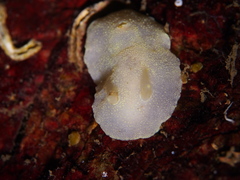 Cadlina laevis