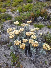 Achyranthemum mucronatum