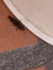 Platydracus scabrosus