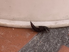 Platydracus scabrosus