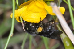 Bombus pauloensis