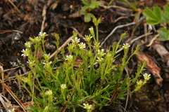 Cherleria biflora