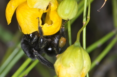 Bombus pauloensis