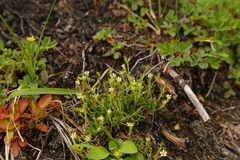 Cherleria biflora