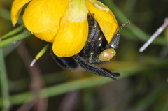 Bombus pauloensis