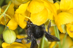 Bombus pauloensis