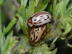 Zygogramma conjuncta pallida