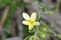 Menodora integrifolia