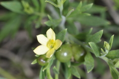 Menodora integrifolia