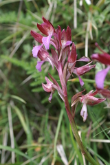 Anacamptis papilionacea papilionacea