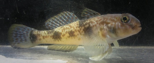 Goby (Yongeichthys criniger) — Gobiidae — 5