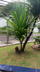 Pandanus amaryllifolius