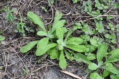 Gamochaeta pensylvanica